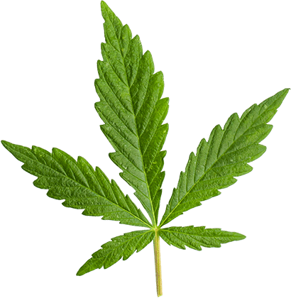 CannaCove
