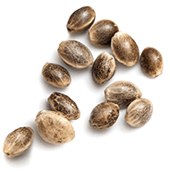https://cannacove.shop/wp-content/uploads/2018/12/marijuana_seeds_white.png