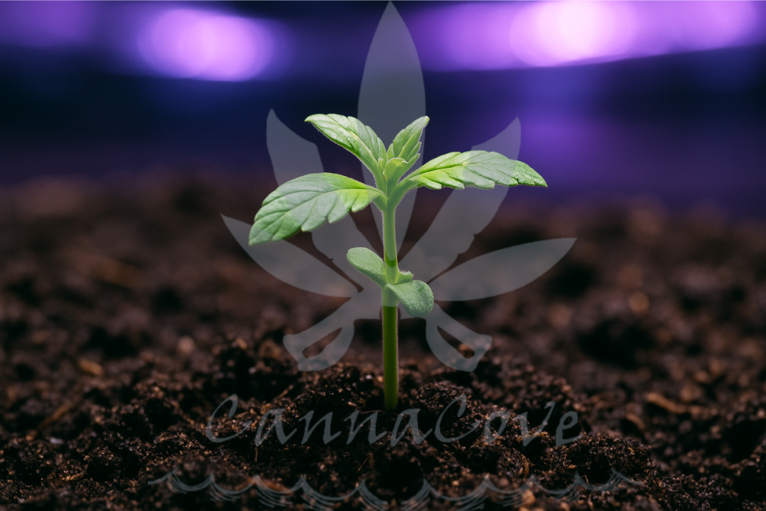 CannaCove Sustainable Cultivation 